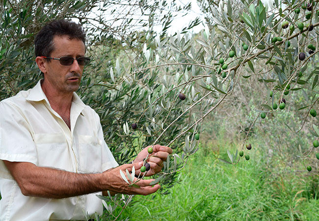 #praCegoVer Homem de camisa clara e óculos escuros segura o ramo da oliveira