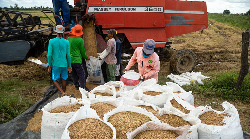 #PraCegoVer sacas de arroz recem colhido com agricultores e maquinário ao fundo
