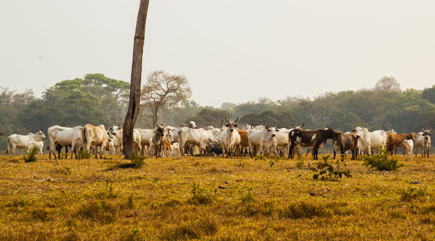 #PraCegoVer imagem de gado no pasto