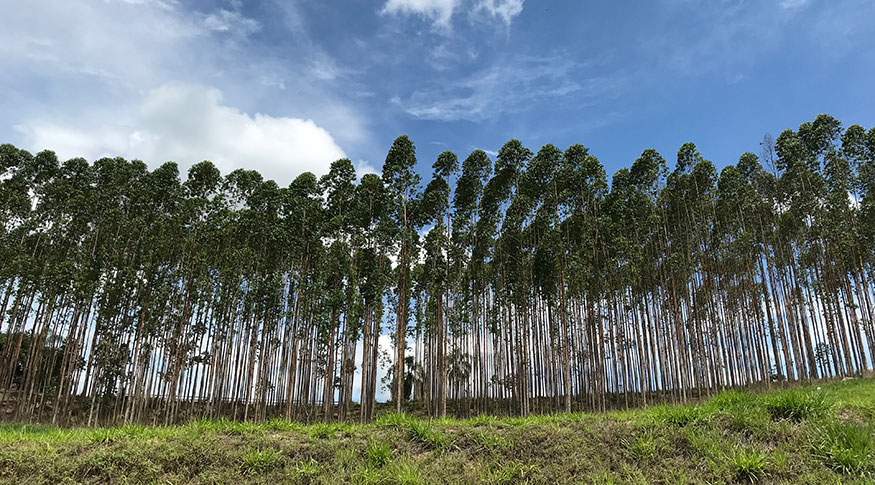 #PraCegoVer Vista frontal de uma floresta de eucalíptos. Na parte inferior da foto uma pate de mato, os eucalíptos na metade da foto e acima um céu azul com poucas nuvens 