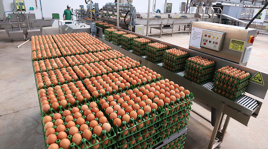 #PraCegoVer A foto mostra a produção de ovos caipiras dentro de um galpão industrial