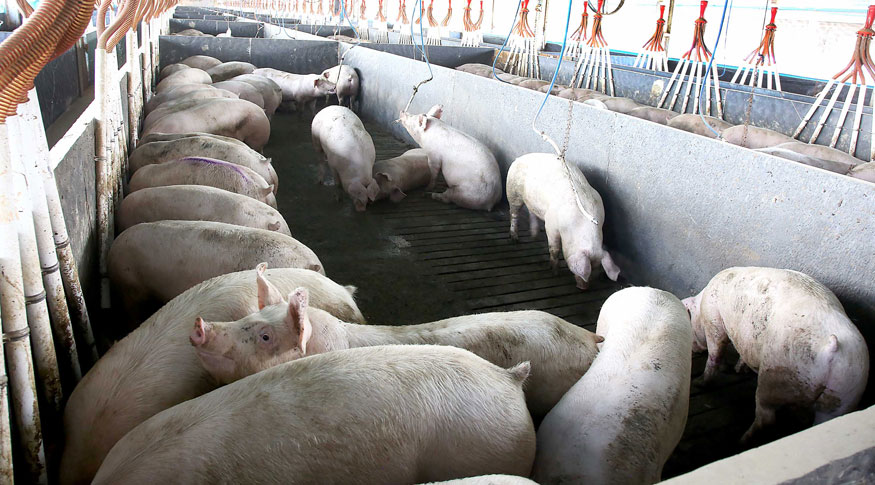 #PraCegoVer A foto mostra criação de porcos para abate