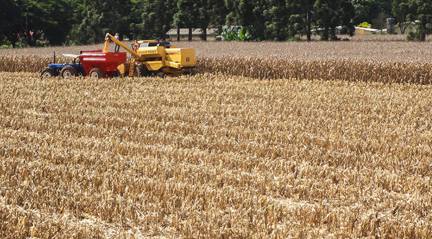 #PraTodosVerem A foto mostra um campo de colheita de milho, no canto superior esquerdo mostra um trator.
