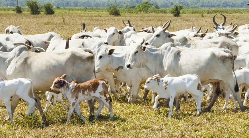 #PraCegoVer foto de gado nelori reunido no pasto com 2 bezerros na frente