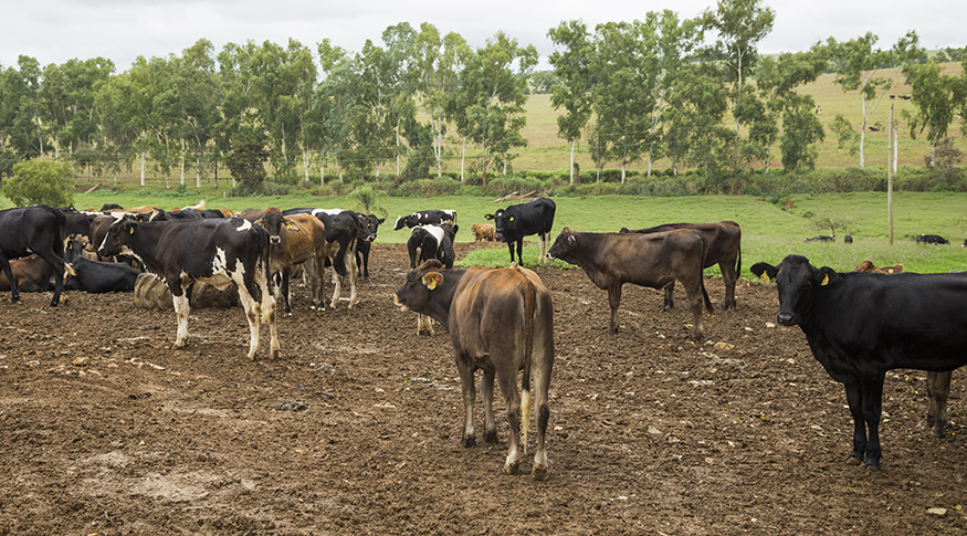 #pracegover A foto mostra gado numa área verde