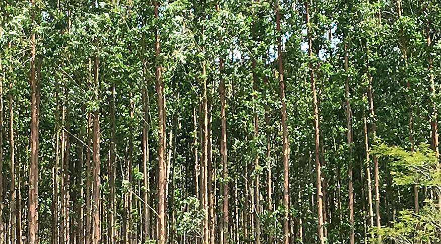 #PraCegoVer Floresta de eucalipto