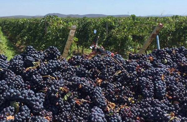 #PraCegoVer foto de plantação de uvas em segundo plano e vários cachos de uva em primeiro plano
