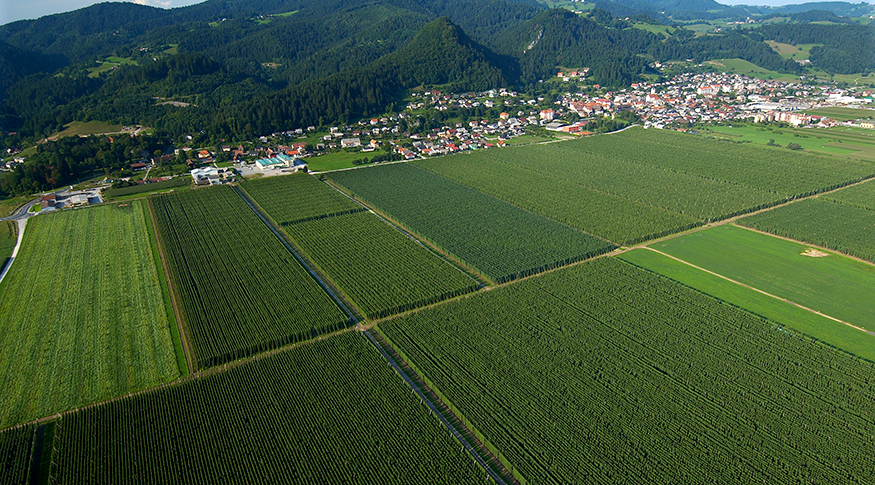 #PraCegoVer A foto mostra um grande campo verde cultivado e ao fundo, casas de uma pequena cidade