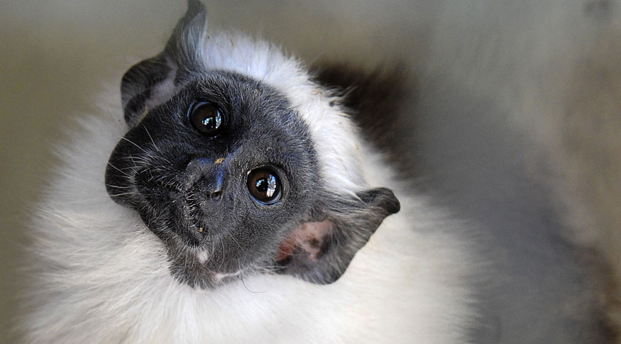 Mata Atlântica é o bioma com mais espécies de fauna e flora