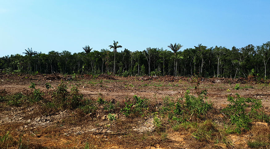 Área de contato entre vegetação florestal e mosaico florestal no Pará