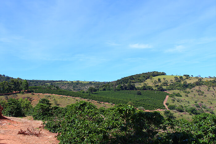 #PraCegoVer horizonte com plantação de café