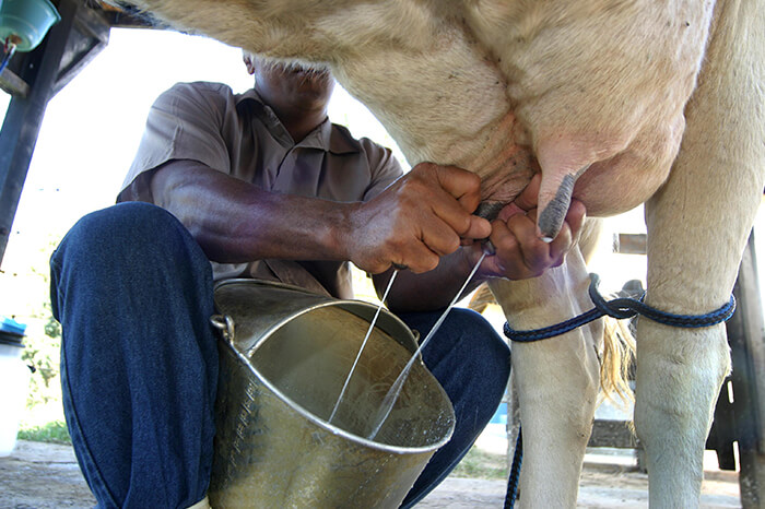 #PraCegoVer ubere de uma vaca leiteira durante ordenha manual