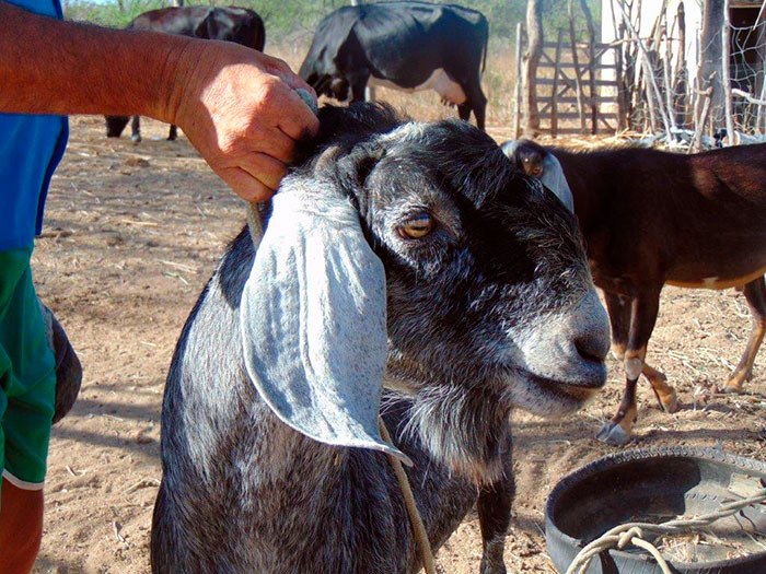 Criação de caprinos e ovinos é destaque da Globo Rural de junho/julho