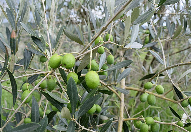 #praCegoVer Azeitonas verdes nas oliveiras